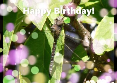 Happy Birthday Dragonfly