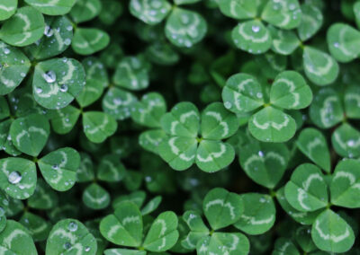 St. Patrick’s Day ecard (The Wearing of the Green)