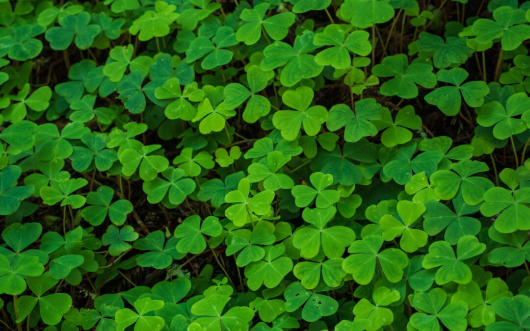 St. Patrick’s Day ecard (When Irish Eyes Are Smiling)