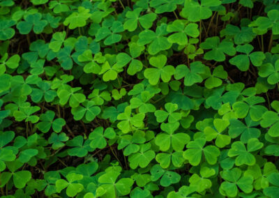 St. Patrick’s Day ecard (When Irish Eyes Are Smiling)